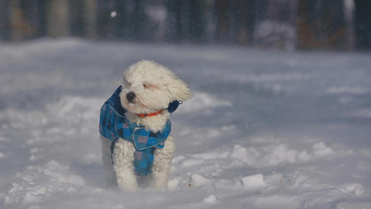 Maltese,Dog,Sitting,In,Snowstorm,In,Forest