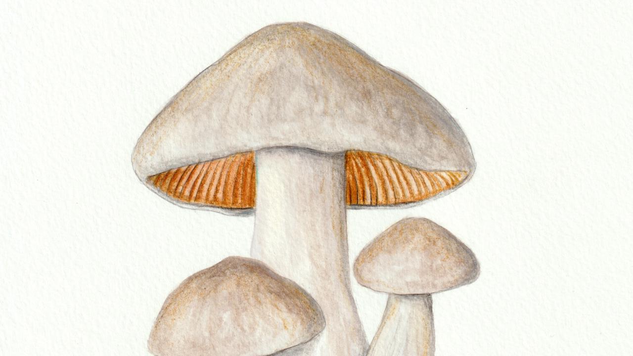 Hodvábnica veľká (Entoloma sinuatum)