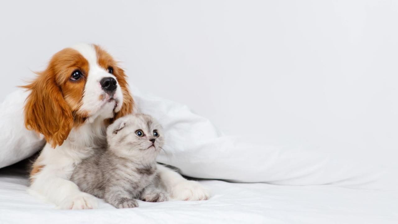 Puppy king charles spaniel lying on bed next to kitten of scottish breed. Stretched panoramic image for banner