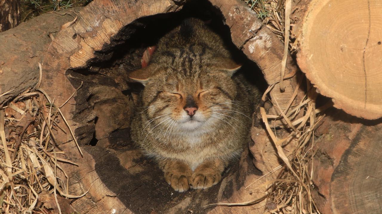 Mačka divá (Felis silvestris)