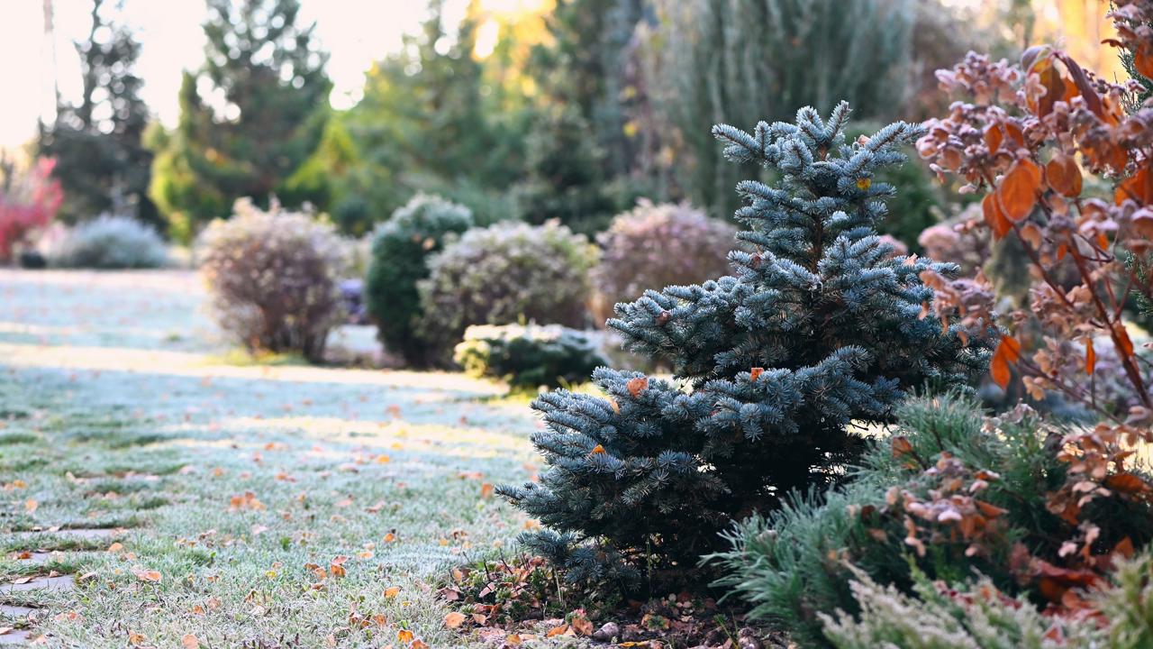 beautiful winter or late autumn garden view with first frost, snowy conifers and shrubs