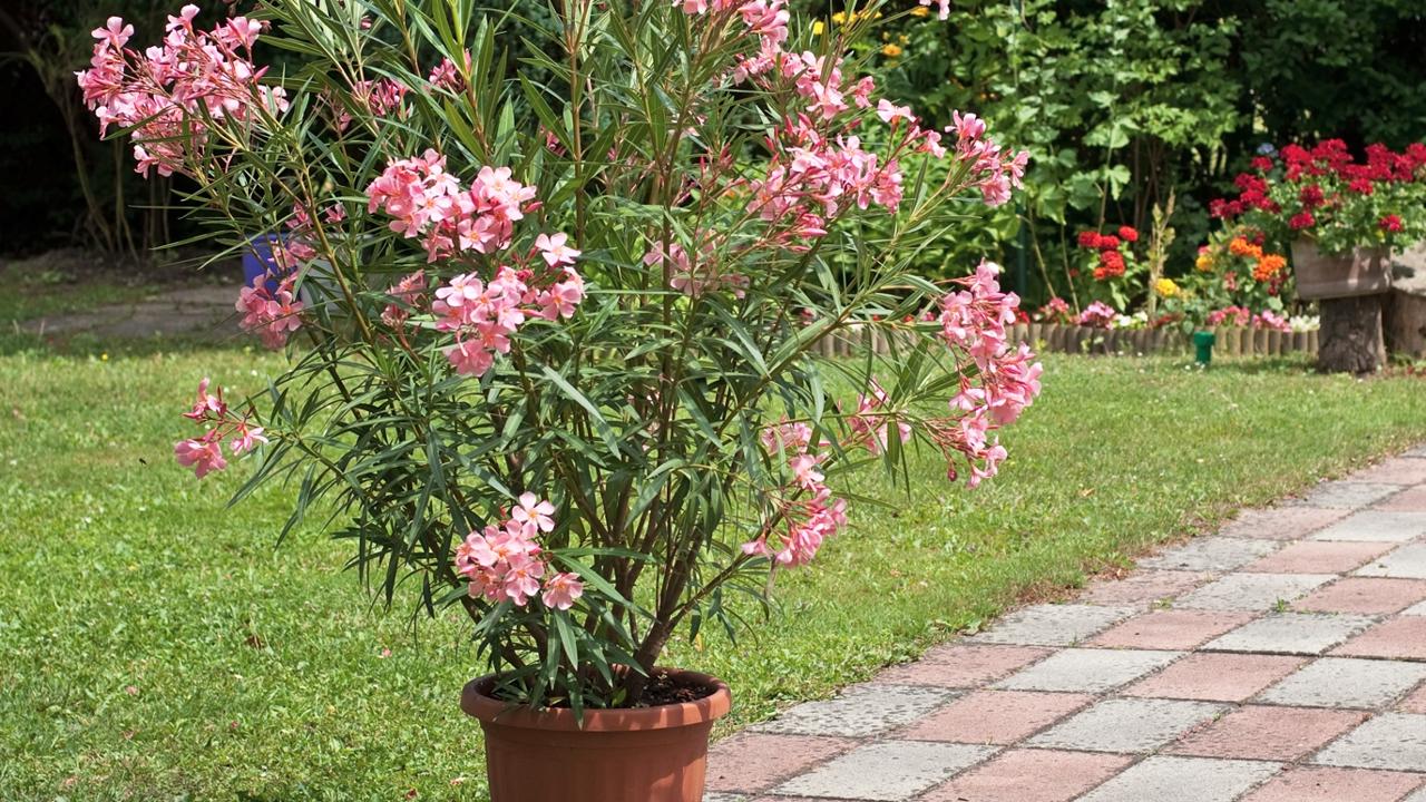 Oleander