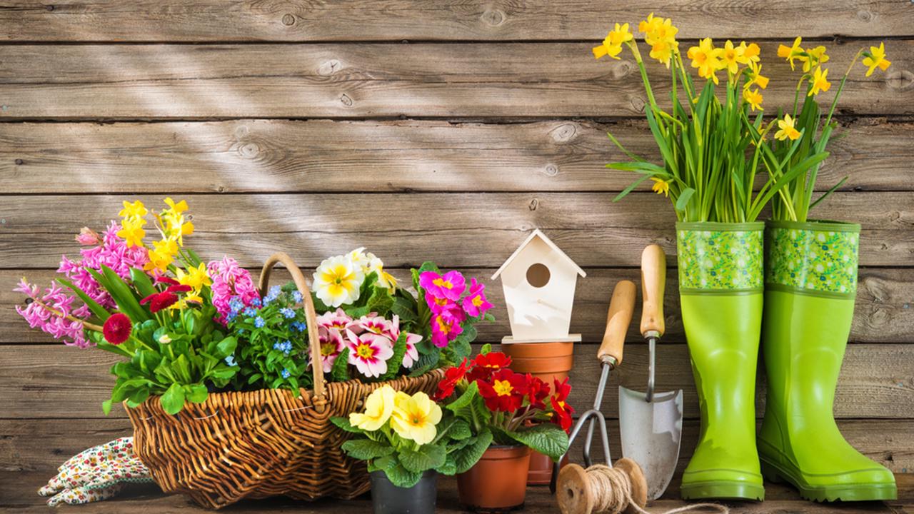 Gardening tools and spring flowers on wooden background