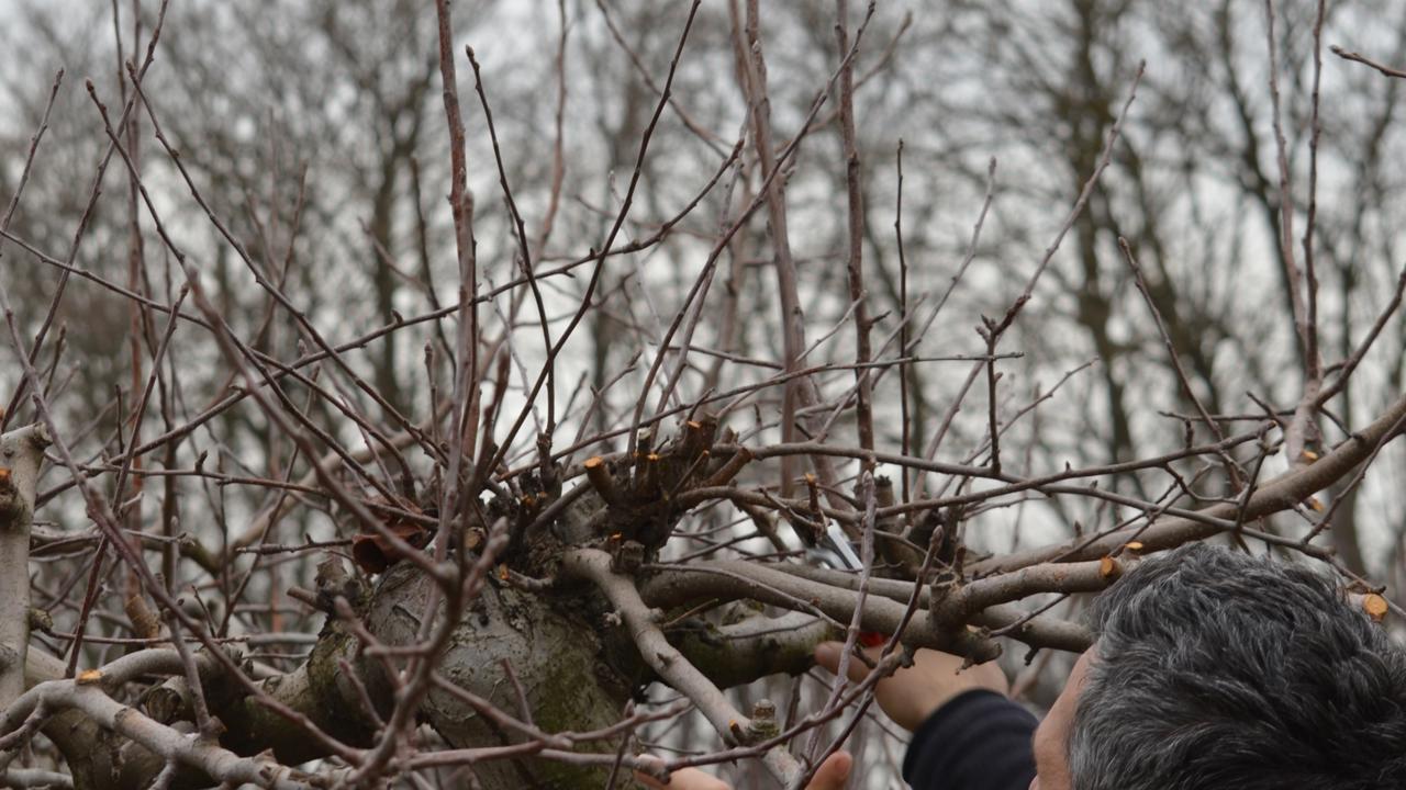 Niektoré odrody jabloní vyžadujú rez silnejší, iné menej silný, niektoré pravidelný hlboký, iné mierny a len zriedka. Niektorým odrodám stačí predjarný, iné dobre reagujú aj na doplnkový letný rez. Najvýraznejšie sa to prejavuje na odrodách takzvaného rubínového typu, ktoré rodia na dlhom dreve. Patria medzi ne napríklad ‘Rubín’, ‘Dark Rubín’, ‘Bohémia’, ‘Gold Bohémia’ alebo ‘Viktória’.