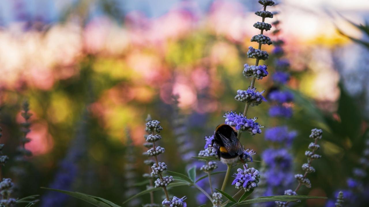 Vitex jahňací