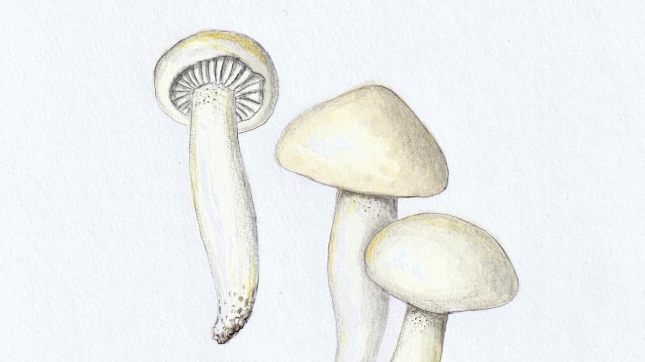 Šťavnačka slonovinová (Hygrophorus eburneus)