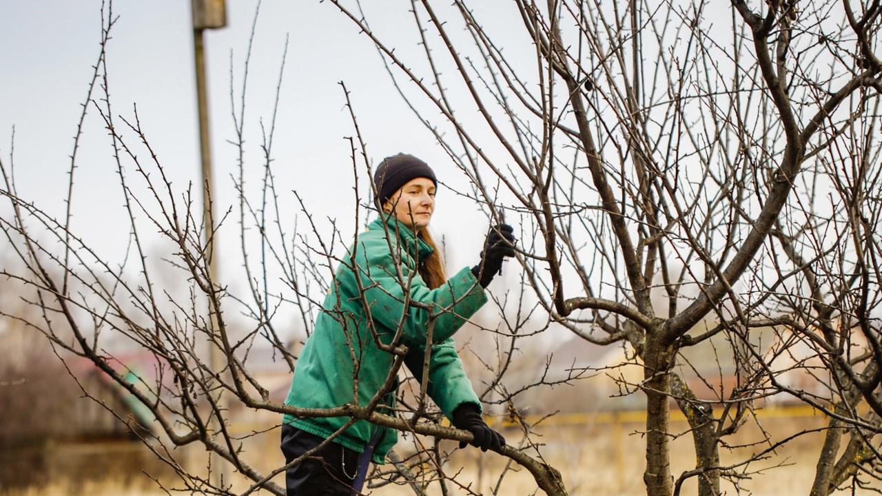 cute caucasian woman gardener pruning apple tree branches with pruning shears standing on stepladder in rubber boots, concept winter spring tree pruning and winter garden care