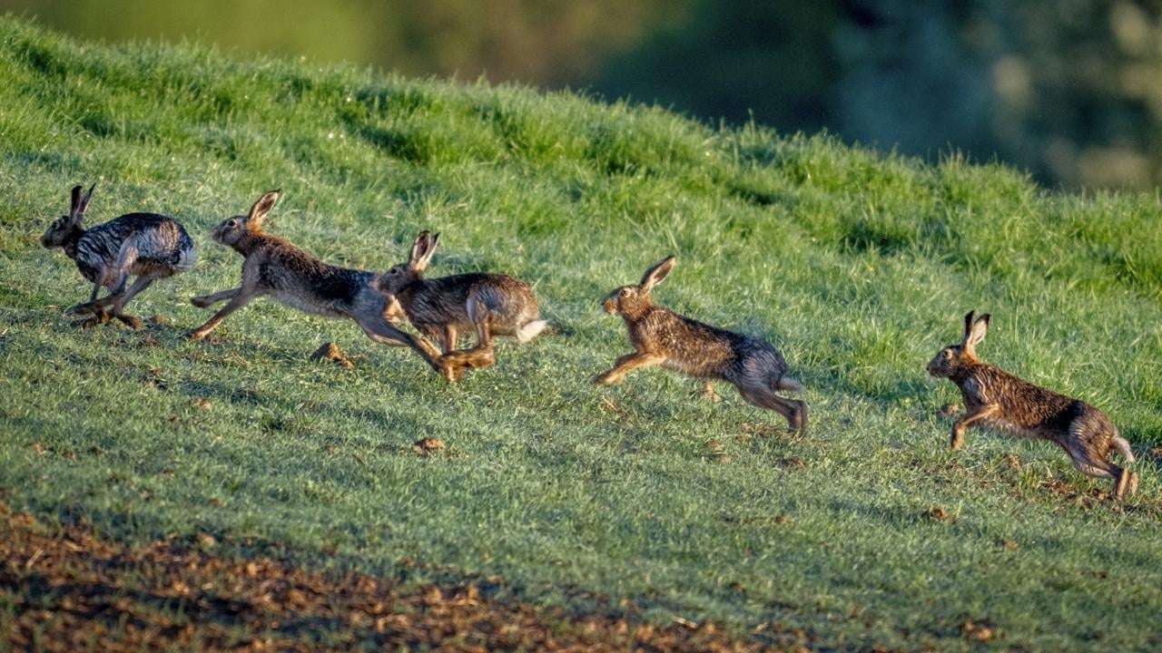 EBE 14 Frankfurt nad Mohanom - Na snímke zajace na poli na okraji nemeckého Frankfurtu nad Mohanom 11. apríla 2024. FOTO TASR/AP

Hares run on a field in the outskirts of Frankfurt, Germany, early Thursday, April 11, 2024. (AP Photo/Michael Probst)