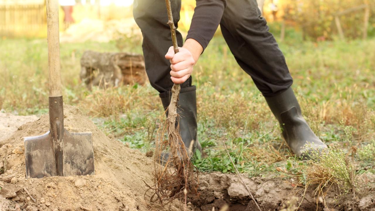 Či je vhodnejšie a výhodnejšie sadiť ovocné stromy na jar alebo na jeseň, o tom sa vedú aj v ovocinárskej praxi polemiky už roky.