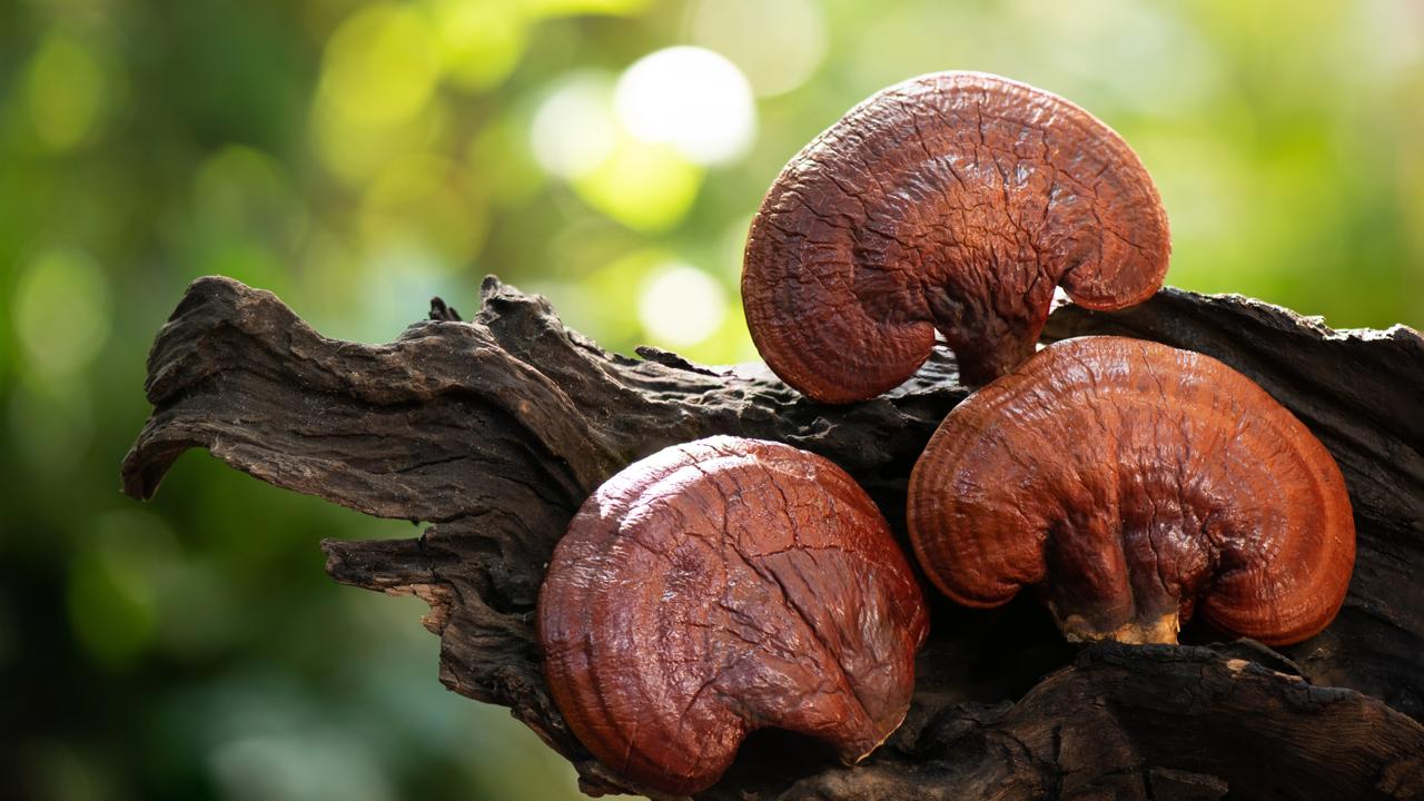 Čínska medicína využíva liečivé schopnosti reishi, po našom lesklokôrovky, už vyše 4-tisíc rokov.