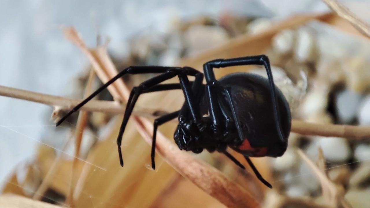 Prvý výskyt nebezpečného pavúka, ktorého ľudia poznajú pod pomenovaním čierna vdova, potvrdili aj slovenskí vedci.