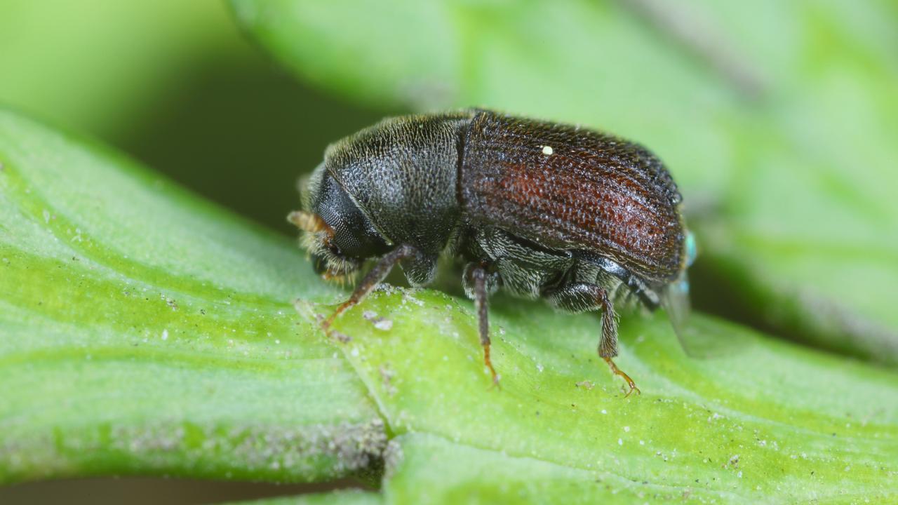 Lykokaz