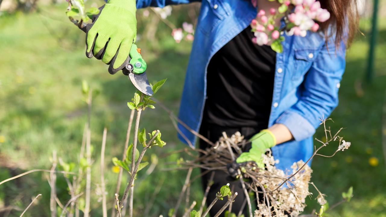 Spring work in garden with plants. Woman gardener in gloves with pruning shears cuts dry branches on bush of hydrangea