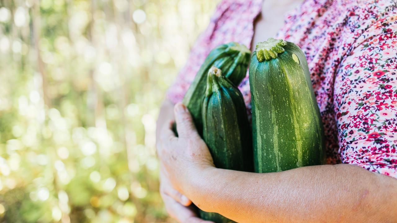 Dalo by sa povedať, že tekvice rastú nadivoko. Ich pestovanie má však jednu podmienku – musíte mať dostatok priestoru. V malých záhradkách je pri tejto plodine výber obmedzený, musíte sa sústrediť výhradne na kríčkové odrody. Preto pravdepodobne siahnete po cuketách.