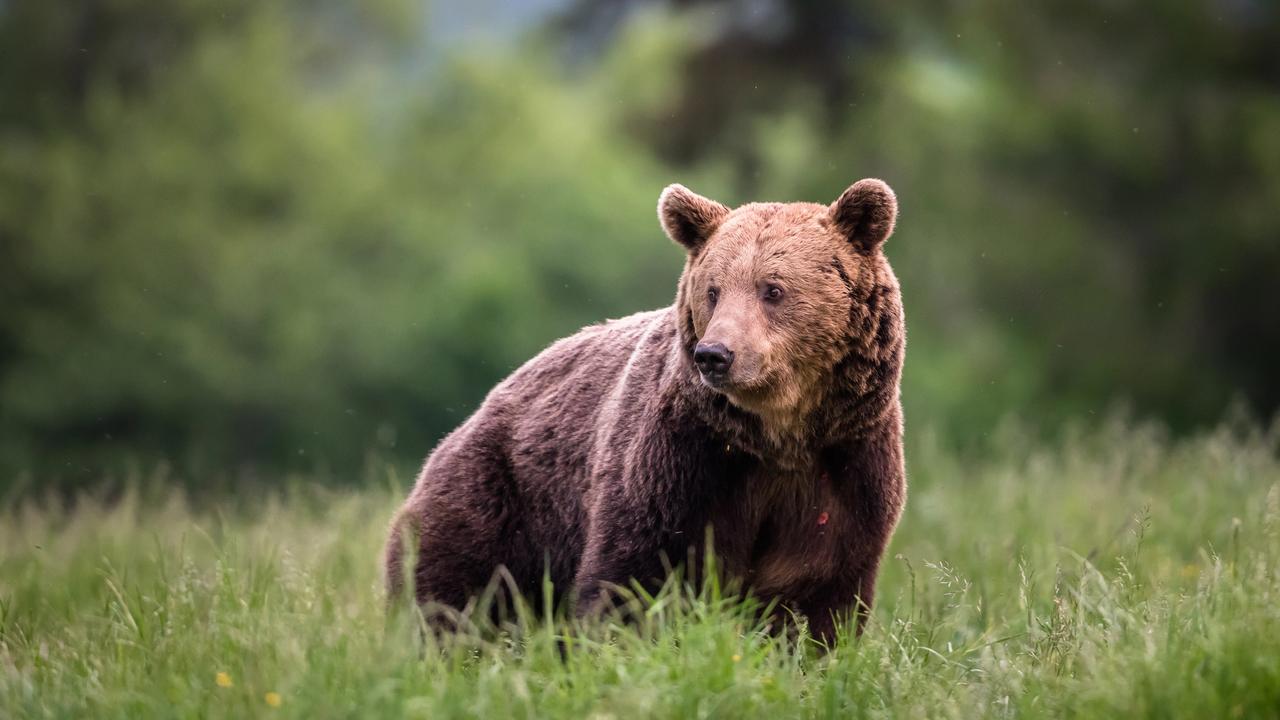 Záchranári pomáhali mužovi, ktorý po strete s medveďom utrpel zranenie.