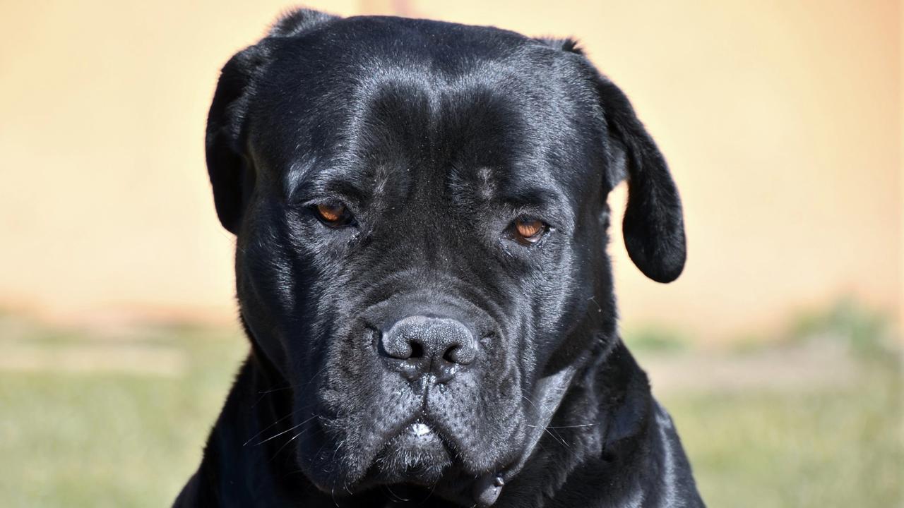 Cane corso.