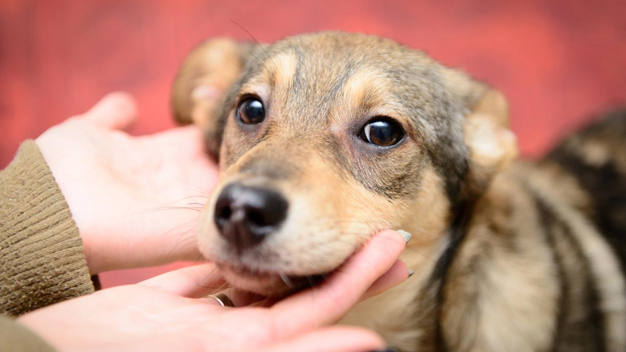 homeless puppy in a shelter for dogs