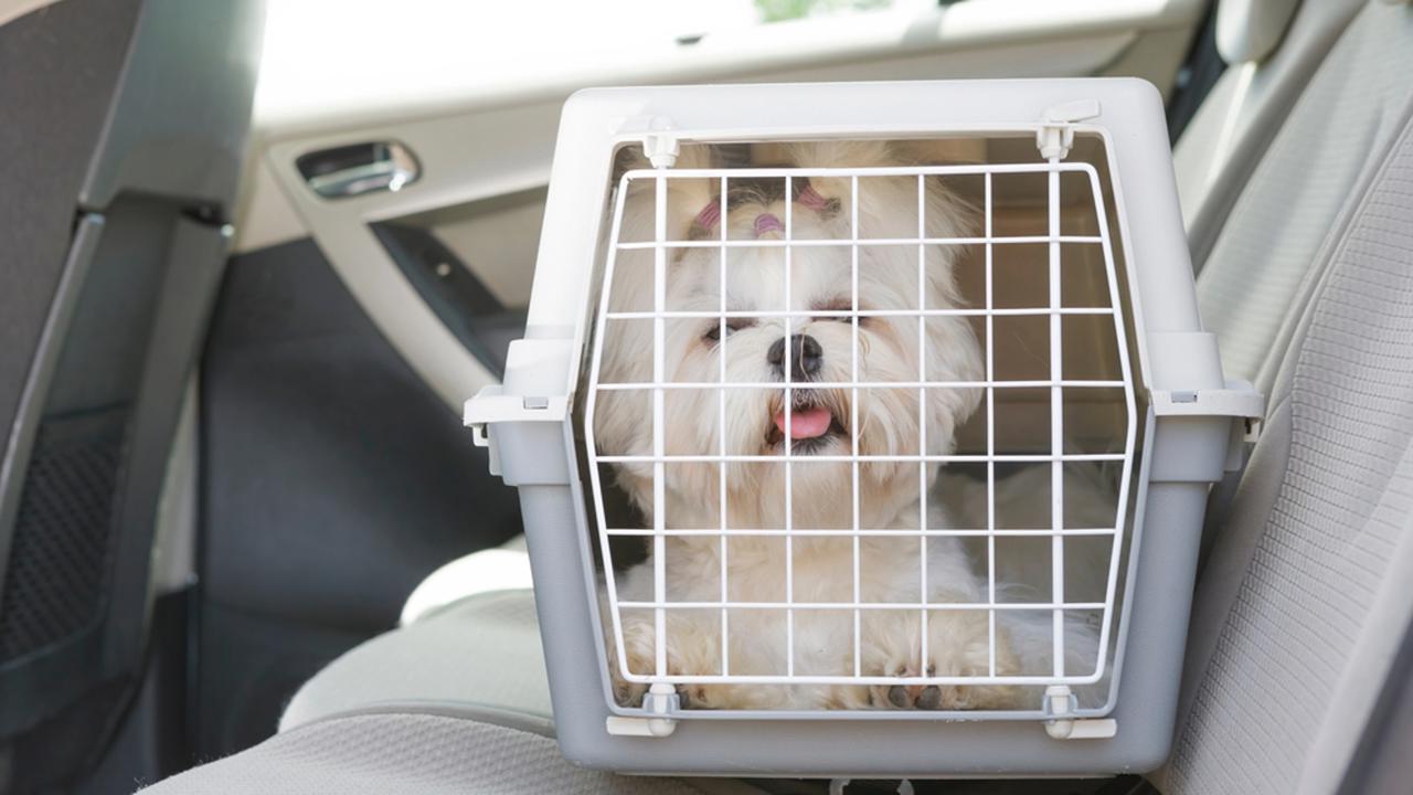 Small,Dog,Maltese,Sitting,Safe,In,The,Car,On,The