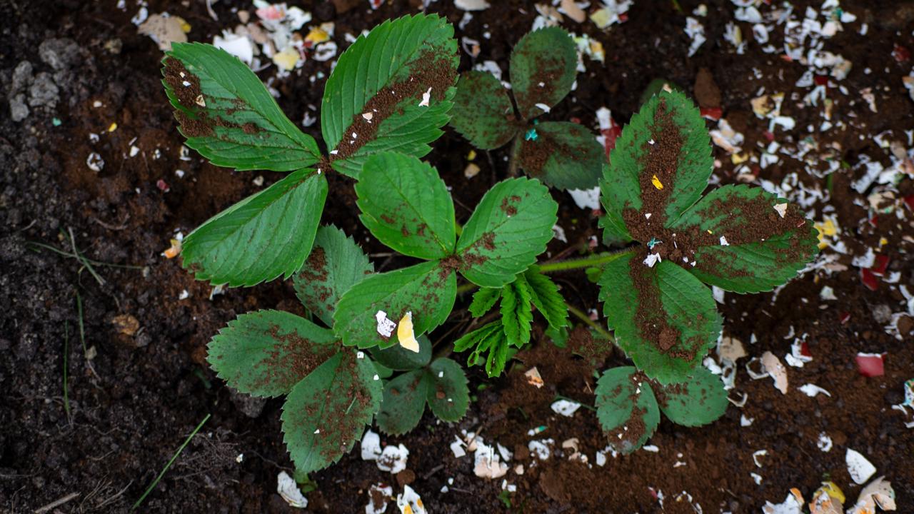 fertilizing strawberries in the garden with coffee and egg shells