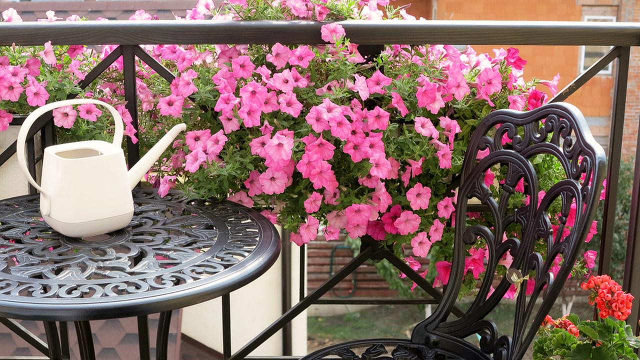 Blooming beautiful pink Petunia flowers and white watering can stands on table. Metal forged furniture on balcony on sunny summer day. Flowers on balcony