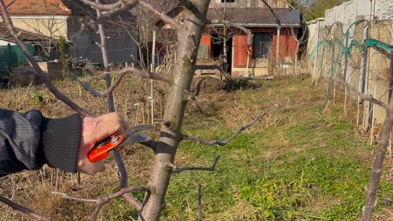 Keď má jabloň nedostatočnú oporu, alebo jej chýba, časom rastie nakrivo a tento stav treba riešiť čím skôr. Inak sa vylomí.