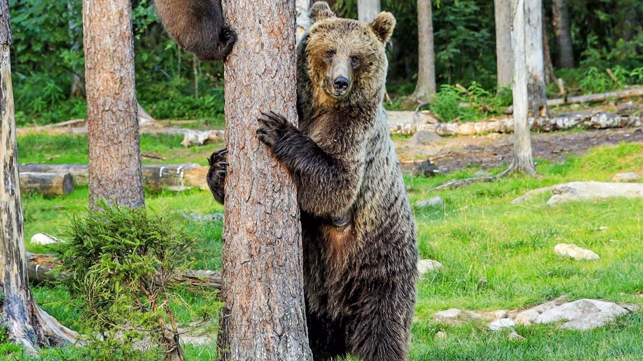 Matka medvedica druhému medveďovi nedovolila, aby sak mláďatám priblížil.