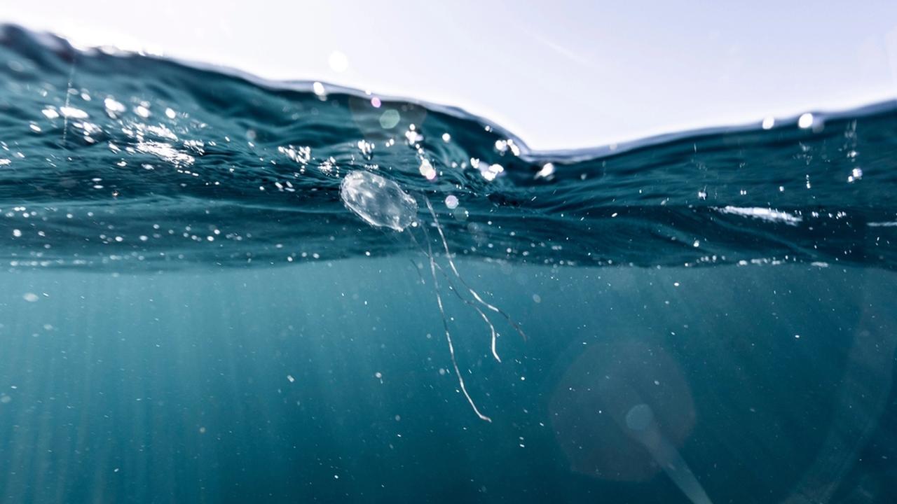 Close up of a irukandji, a poisonous and dangerous box jellyfish from Ningaloo Reef, Western Australia