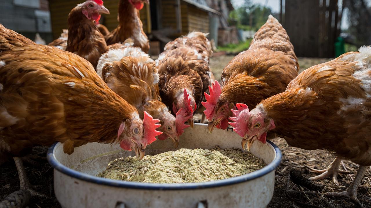 Ideálny čas, keď by mali sliepky dostať do krmiva ďumbier (zázvor), je jar a jeseň. 