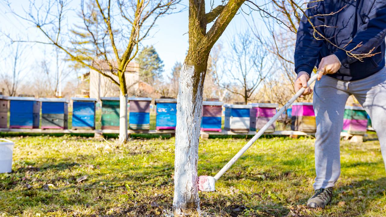 V mnohých prípadoch sa stretnete s názorom, že kmene stačí bieliť až v druhej polovici zimy. Nikdy však neviete, aké počasie nás čaká, preto nie je na škodu natrieť kmene na jeseň.