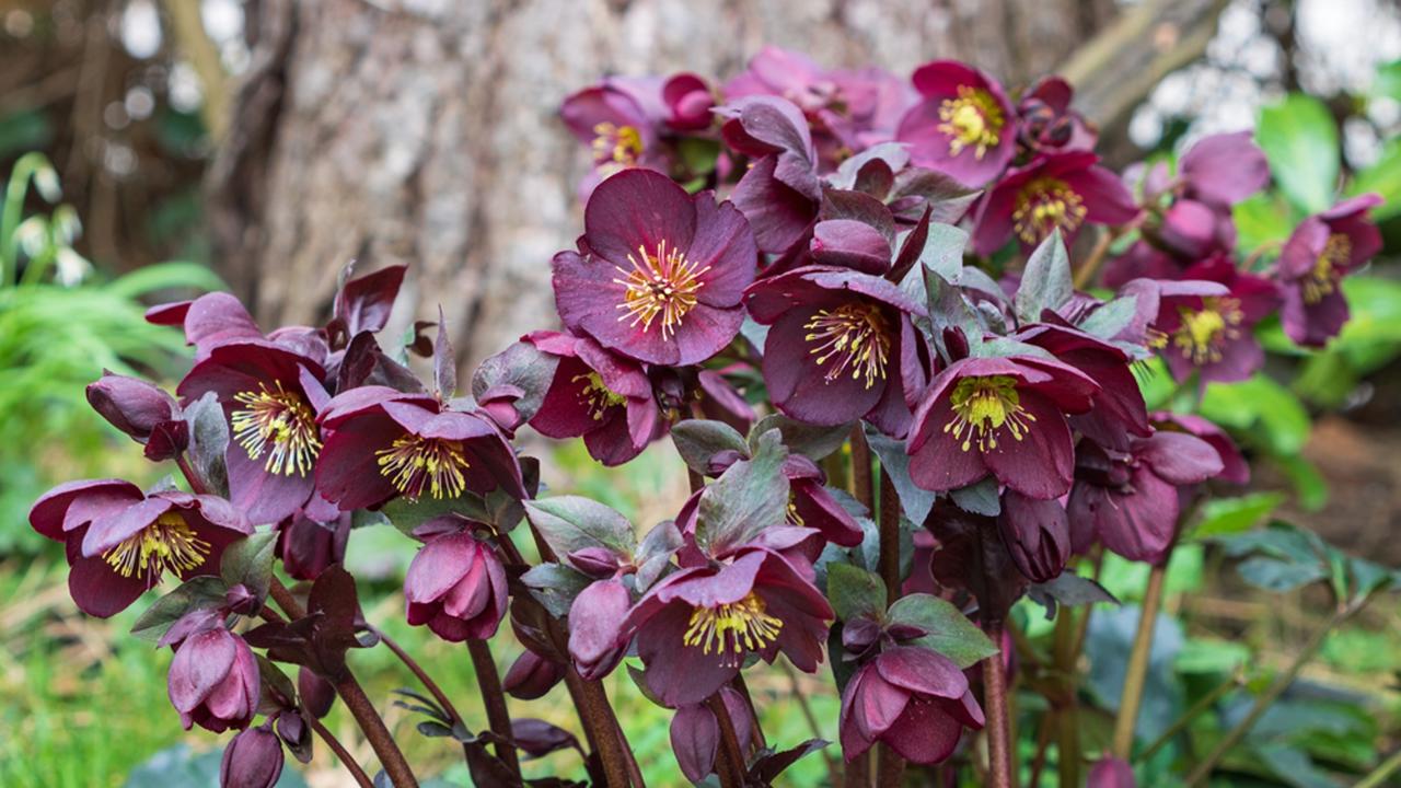 Hybridy čemerice východnej (Helleborus orientalis) vás svojim kvitnutím potešia počas konca zimy a začiatkom jari. Farebná paleta je omnoho bohatšia – od ružových, fialových až po zelené a žlté odtiene.