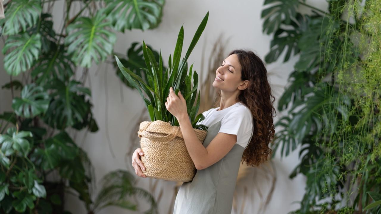 Smiling,Young,Woman,Hold,Pot,With,Sansevieria,Plant,Happy,Work