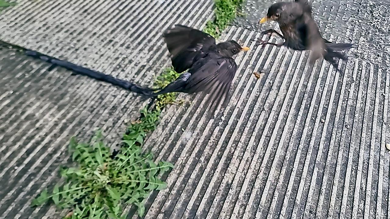 Na videu vidno, aký tvrdý tento súboj bol...