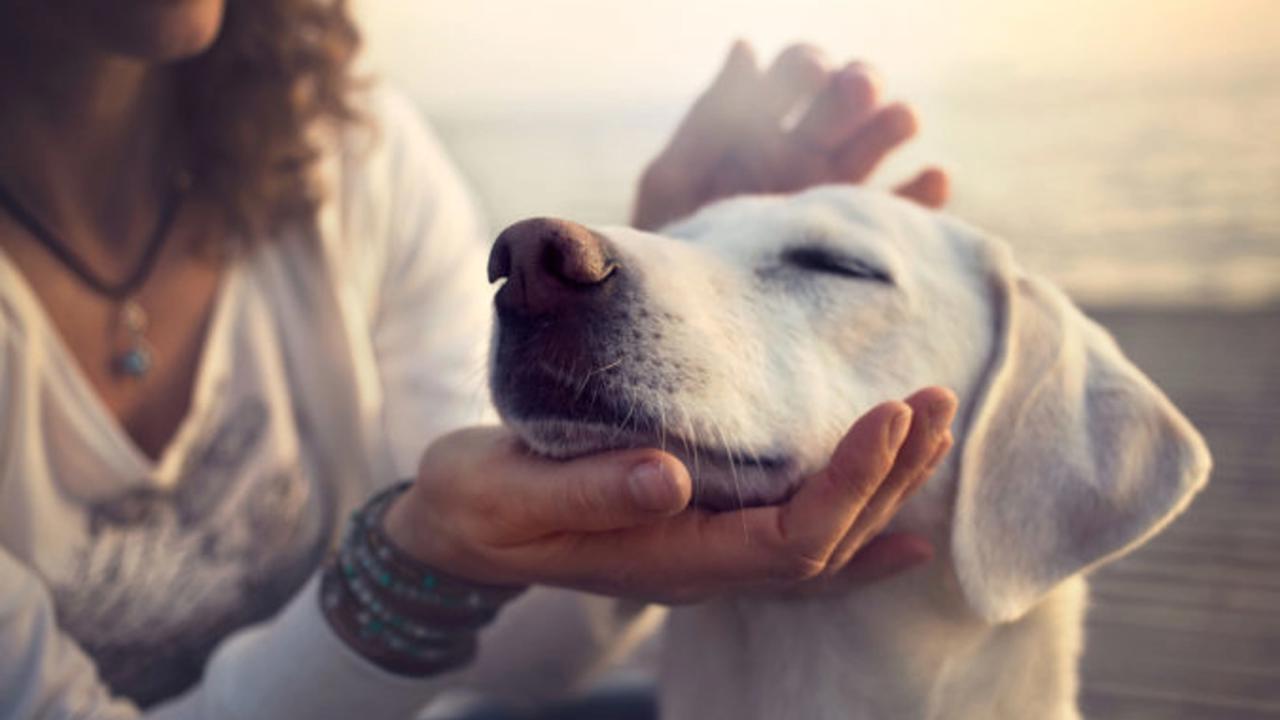 Neignorujte varovné signály a v prípade, že pretrvávajú dlhšie ako 24 hodín, navštívte veterinára.