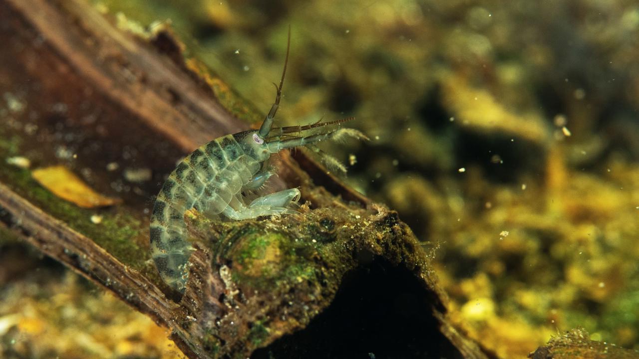 Kôrovce z čeľade Gammaridae sú dôležitou súčasťou ekosystémov potokov a riek, kde prebieha množstvo navzájom prepojených procesov