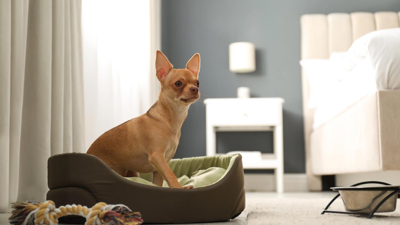 Cute Chihuahua dog on sleeping place in room. Pet friendly hotel