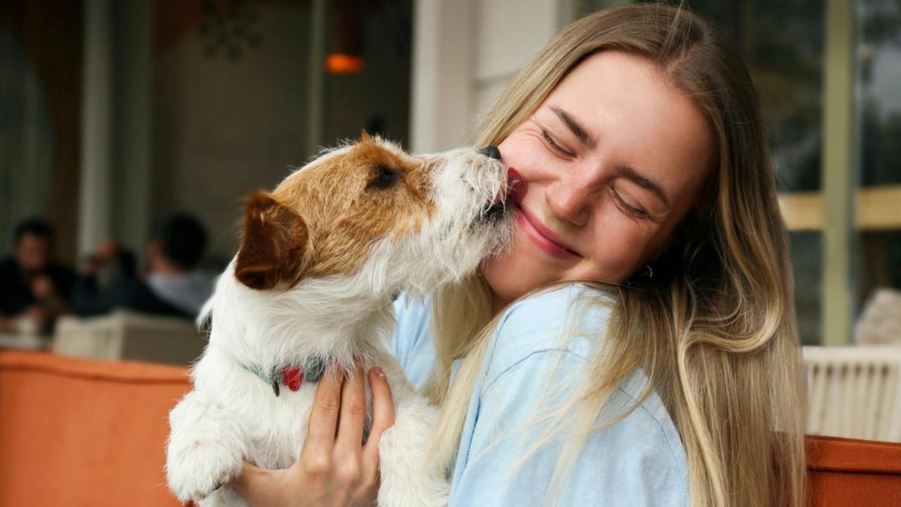Keď pes začne lízať človeka po tvári, často ide o prejav náklonnosti.