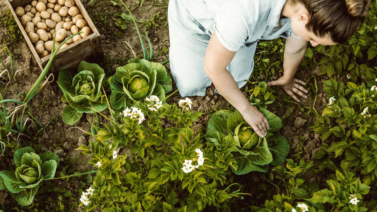 Univerzálny recept na ideálnu záhradu neexistuje. Každý sme iný a máme rôzne zeleninové preferencie, rôzne veľké záhrady, v rôznych pôdnych aj klimatických podmienkach.