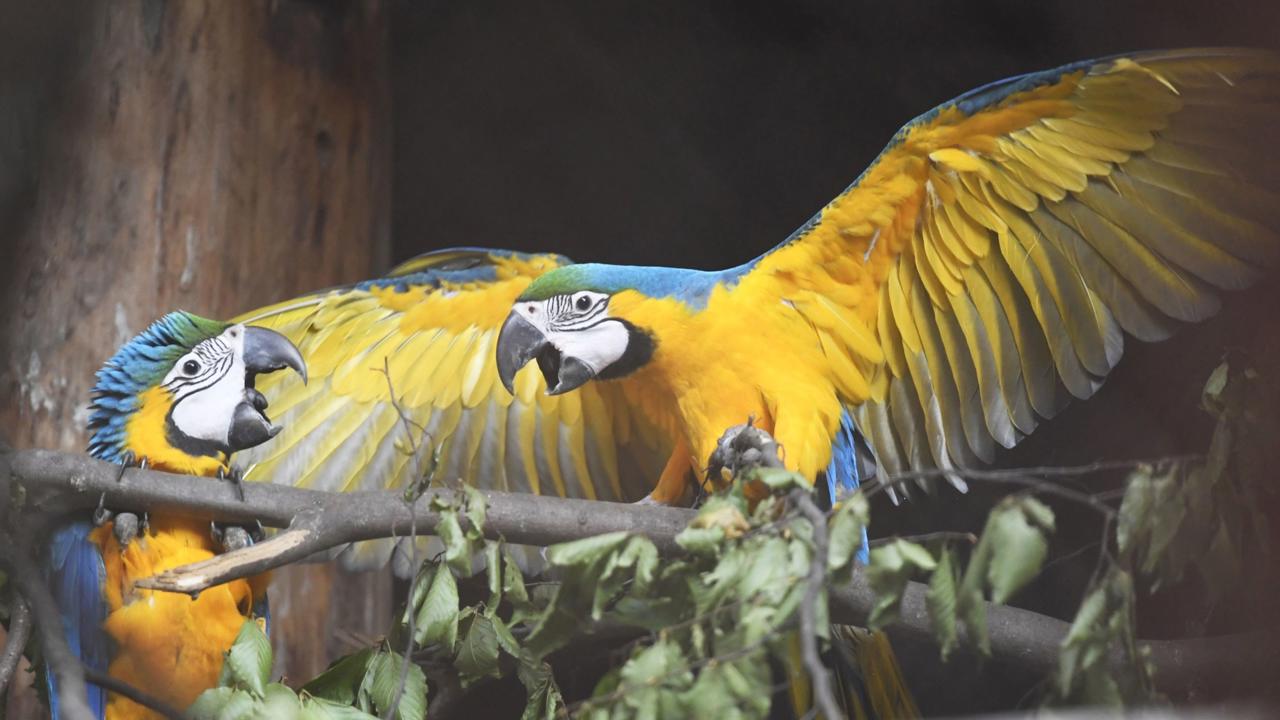 V Zoologickej záhrade Košice sa po pätnástich rokoch vyliahli dve mláďatká ary modrožltej.