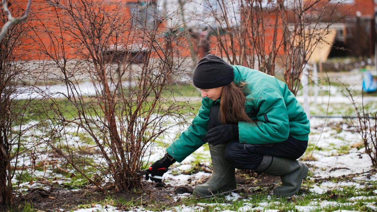 Caucasian cute woman gardener with garden tool close up, gardener pruning branches with pruning shears, winter plant pruning, winter gardening work in winter work clothes