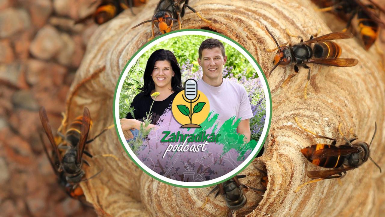 PODCAST | Sršeň ázijský je nebezpečnejší než si myslíte