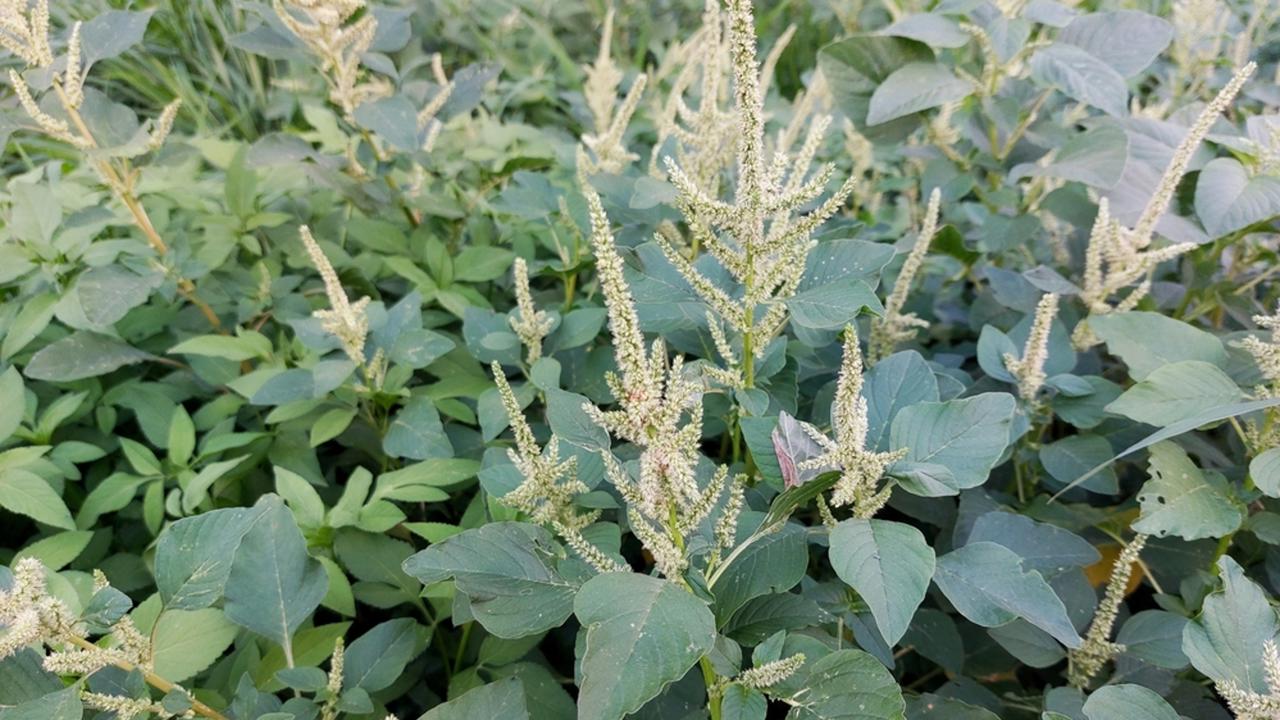 Amaranthus spinosus