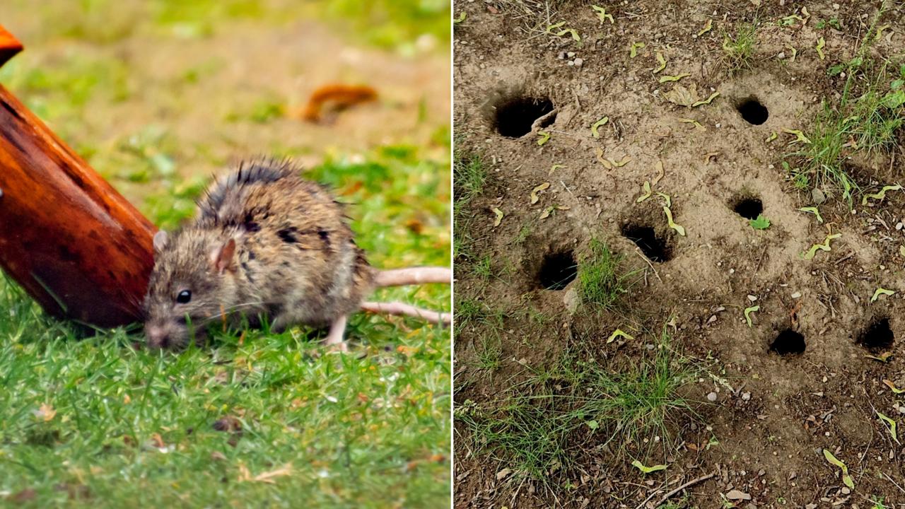 Diery po potkanoch sú najväčšou nočnou morou záhradkárov.