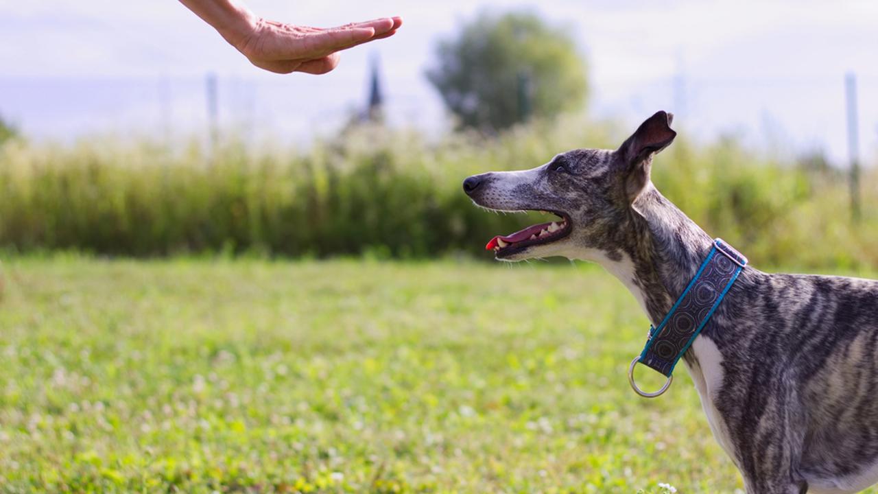 The,Owner,Commands,Her,Dog.,Whippet,Trains,The,Command,To