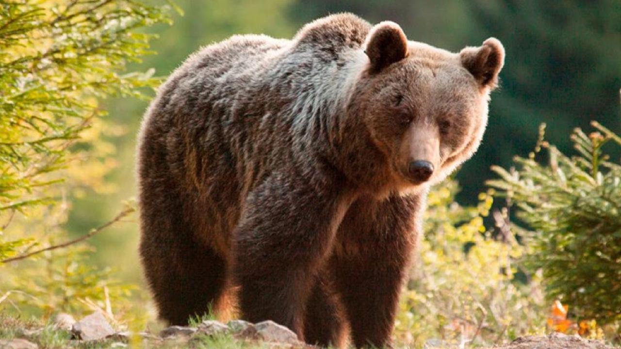 Reštaurácia v Štrbe spoznala trest za medveďa na jedálnom lísku!