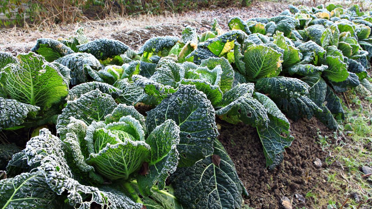 Savoy cabbage in the winter garden. Farm near Milan, Italy.