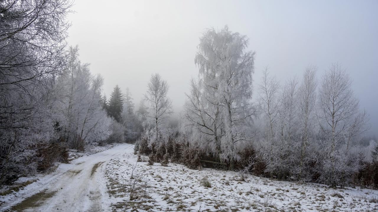 Na snímke srieň na stromoch v pohorí Čergov pri Drienici, okres Sabinov 31. decembra 2024. FOTO TASR - Veronika Mihaliková