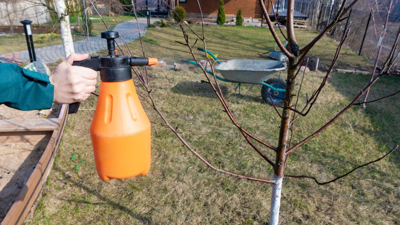 Spraying fruit trees with a pump sprayer with insecticides and fungicides in the spring season. Treatment of apple trees with biofungicide for diseases by spraying in early spring.