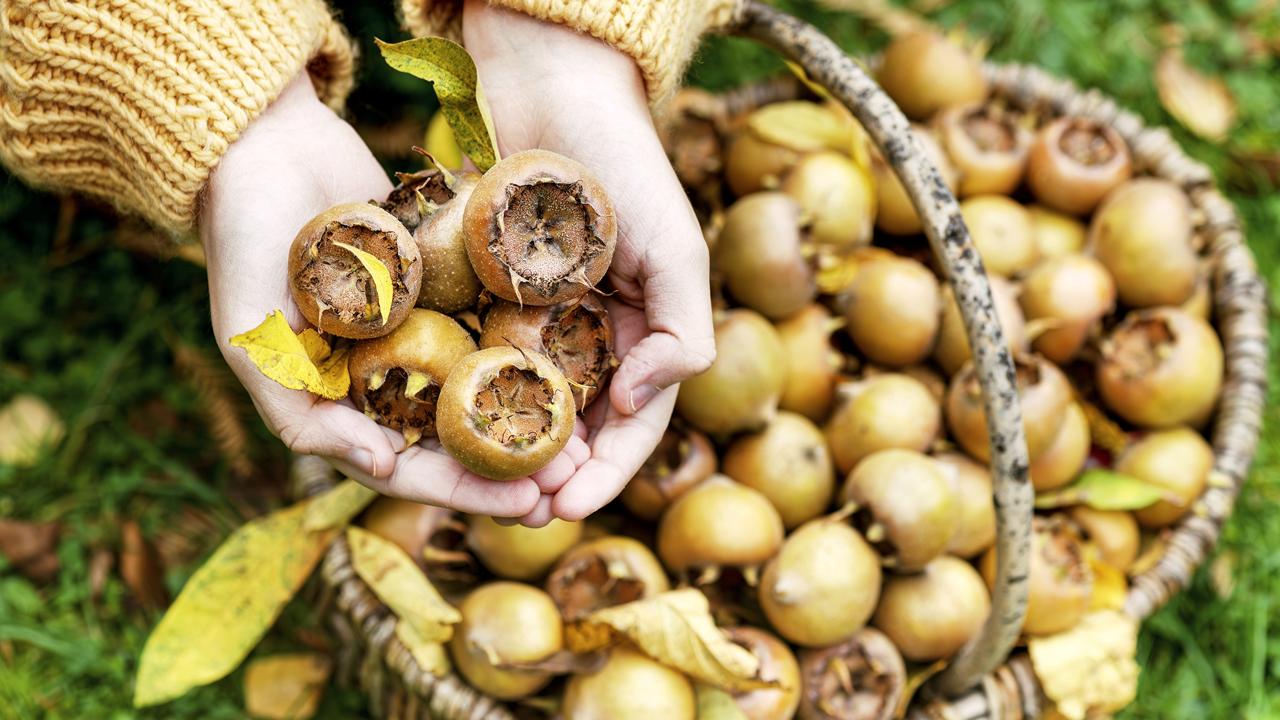 Plody majú vysoké nutričné hodnoty. Dobre sa prepravujú a skladujú do konca novembra až začiatku decembra.