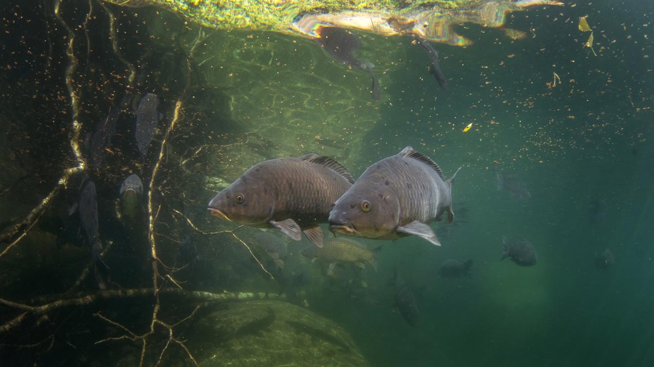 Na štedrovečerných stoloch sa pritom kapor u nás prvýkrát objavuje až v 19. storočí.