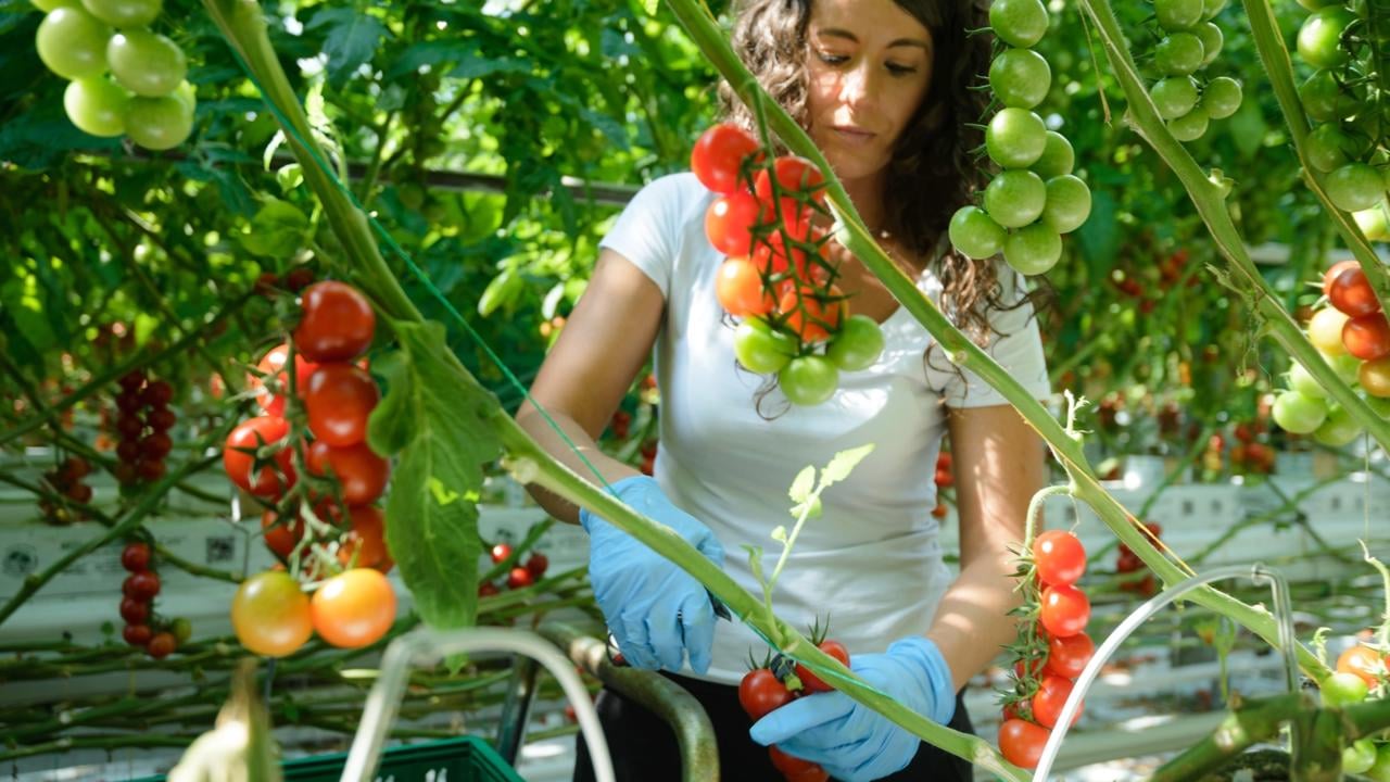 Slovenská farma dokáže produkovať paradajky aj v zime.